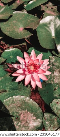 Beautiful Lotus picture in a pond