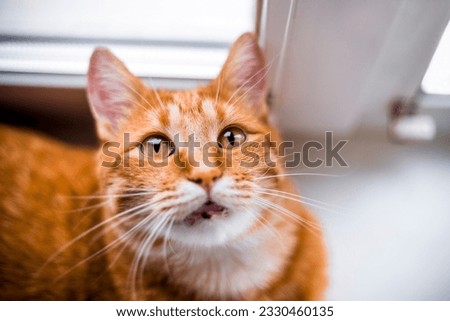 Orange tabby cat looking straight up with big yellow eyes laying on window sill on kitchen in the morning
