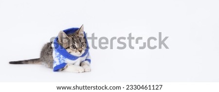 Tiny kitten wearing blue hooded looking away. Kitten on a white background with big interested eyes. Christmas Cat card. Concept of adorable pets. Clothing for animal. Kitten ready for cold winter