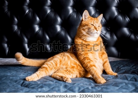 A Beautiful Domestic Orange Striped cat. Animal portrait against Black background
 Royalty-Free Stock Photo #2330463301