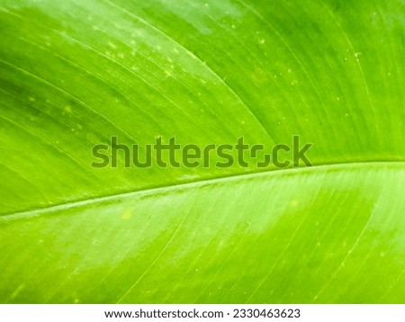 The green leaf is a part of plant that has the means of freshness and calm
