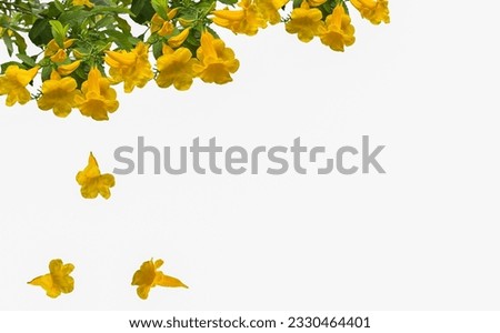 Yellow Elder Flower,Yellow elder, Trumpetbush, Trumpetflower, Yellow trumpet-flower, Yellow trumpetbush,tecoma stans, isolated on white background Royalty-Free Stock Photo #2330464401