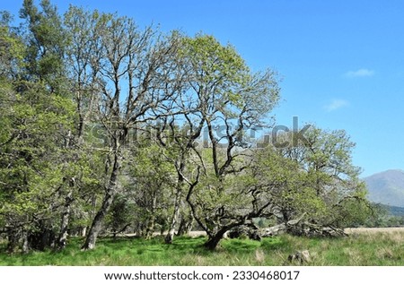 Trees with fresh green leaves in springtime