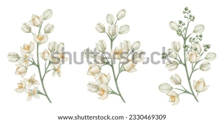 Watercolor set of illustrations. Hand painted branches with blooming flowers in white, beige colors with four petals, yellow center, buds. Olive tree flowers. Jasmine flower. Isolated floral clip art