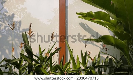 Vibrant Heliconia bird of paradise and calathea plant in the foreground with white wall in the background. Use for background or wallpaper