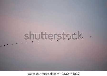 At sunset, a mesmerizing flock of birds takes flight, creating an awe-inspiring spectacle in the sky. The silhouettes of the birds against the vibrant hues of the setting sun form a breathtaking scene