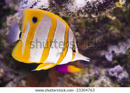 Beautiful sea fish on atoll