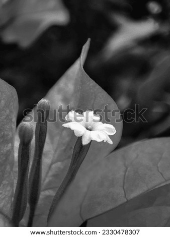 Black and white photo of a close up view of a beautiful bougainvillea flower
