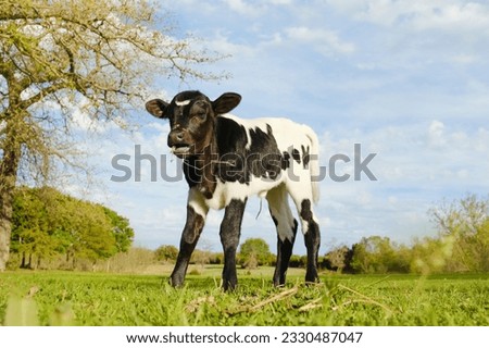 Funny calf in Texas spring field on farm in green landscape. Royalty-Free Stock Photo #2330487047