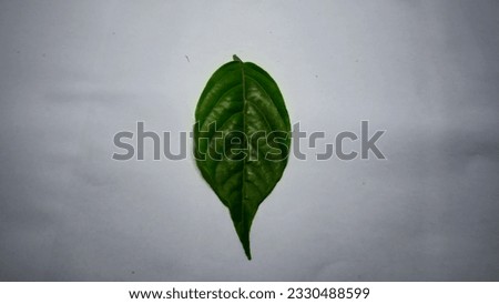 PHOTO OF LEAF LANDSCAPE WITH WHITE BAGROUND