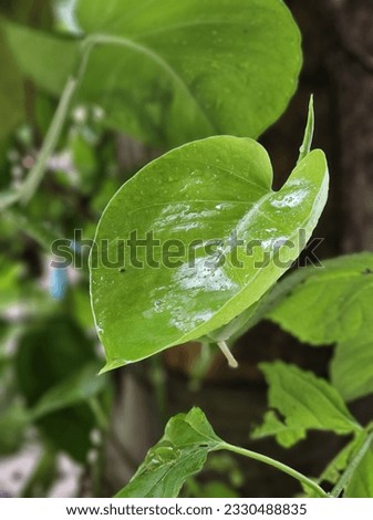 rain drops on the leaf of money plant