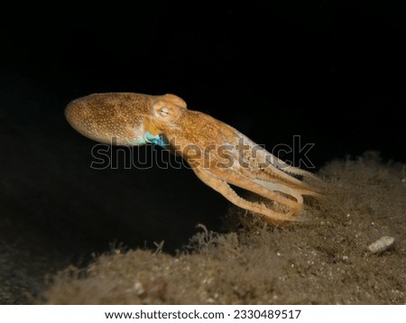Jet propulsion underwater by an octopus Royalty-Free Stock Photo #2330489517