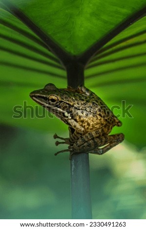 a frog hiding under a taro leaf