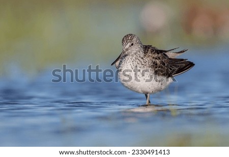 Common Greenshank feeding at a wetland in spring on a migration way