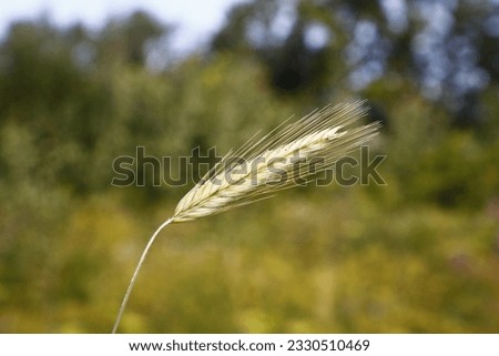 Summer landscape on a field with flowers and wheat.