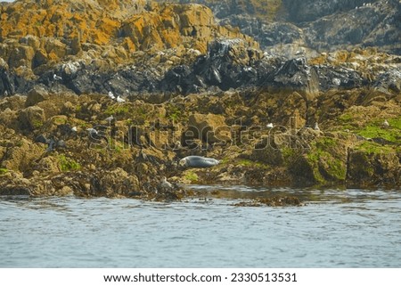 Groupe of funny lazy elephant seals on rocky beach.