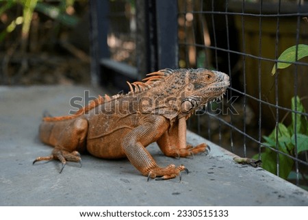 Jakarta Indonesia Wednesday 12 july2023 brown iguana reptile outdoors