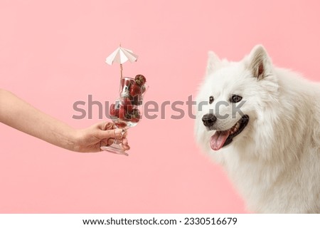 White Samoyed dog and female hand with glass of strawberries on pink background