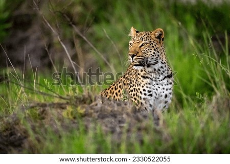 A female leopard is seen in Okavango Delta on 5 January 2023 Royalty-Free Stock Photo #2330522055