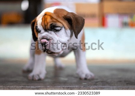 Close up Funny english,Cute little French puppy bulldog puppy playing in blurred background