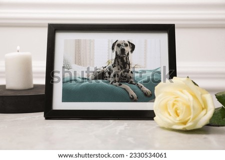 Frame with picture of dog, burning candle and rose flower on light grey table, closeup. Pet funeral