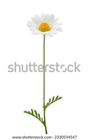 chamomile flower beautiful and delicate on white background. chamomile or daisies isolated on white background with clipping path.	
