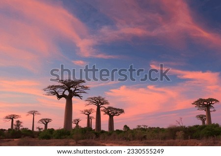 Madagascar Baobabs in Baobab Avenue