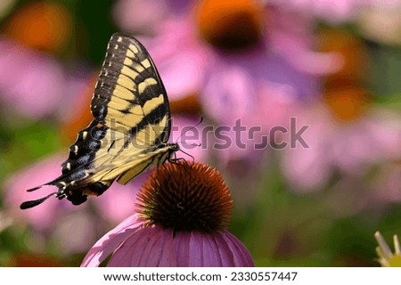 Portrait of swallow tailed tiger butterfly standing on marigold for desktop computer wall paper photo frame house decoration 