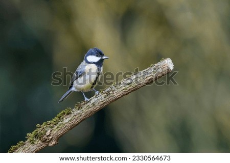 Great Tit, Parus major, perched on a moss covered tree branch. looking to the right