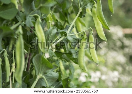 Green pea pod on plant close up. Many pea pods, growing organic food outdoor in garden Royalty-Free Stock Photo #2330565759