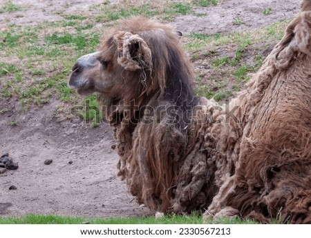 The Bactrian camel (Camelus bactrianus) the animal molts in summer and rests in the sun Royalty-Free Stock Photo #2330567213