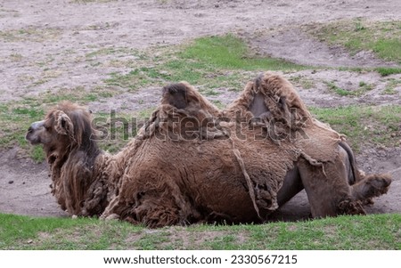 The Bactrian camel (Camelus bactrianus) the animal molts in summer and rests in the sun Royalty-Free Stock Photo #2330567215