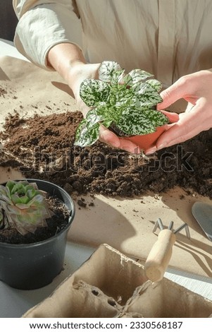 Garden,gardening home. Girl replanting green pasture in home garden.agriculture,indoor garden,room with plants banner Potted green plants at home, home jungle,Garden room gardening, Plant room