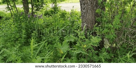 meadow, field, wild, fresh, texture, close-up, lawn, morning, clean, abstract, backdrop, image, nature, tree, landscape, forest, green, summer, outdoor, environment, background, park, beautiful, plant