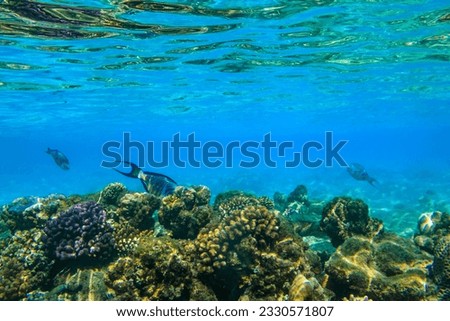 Sohal surgeonfish (Acanthurus sohal) or sohal tang, is a Red Sea endemic. Sohal surgeonfish on coral reef in the Red sea in Ras Mohammed national park. Sinai peninsula in Egypt