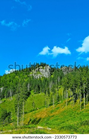 Beautiful green mountains on a sunny summer day, selective focus