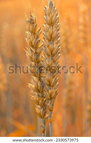 The ears of barley meadows are yellow, the barley is ready for harvesting. Grains for baking bread. Agriculture.