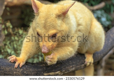 Close up of golden brushtail possum eating. The light color is a genetic mutation of common Australian possums that lives only in Tasmania.