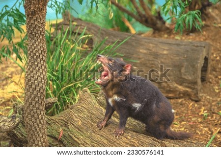 Side view of a Tasmanian devil, Sarcophilus harrisii, with open mouth. Tasmanian icon. Trowunna Wildlife Sanctuary, Tasmania state of Australia. Royalty-Free Stock Photo #2330576141