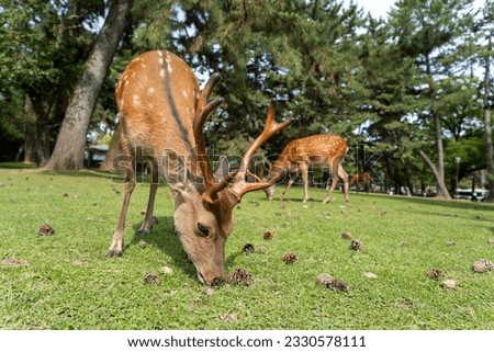 Spotted deer grazing on the field in Nara Park Japan