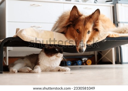 Cute dog lying on its bed with ragdoll cat lying under its bed, harmony cat and dog stay at home, cozy pet lifestyle photo. Royalty-Free Stock Photo #2330581049