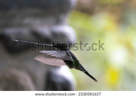 A photo of a hummingbird taken in the Amazon forset of Ecuador