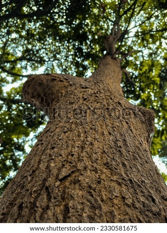 The structure of a tree body and the way tree is grown
