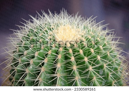 Cactus, an economic plant that generates income
