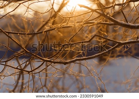 Snow-covered empty branches against the sunset in the park. Alexander Park, Pushkin.