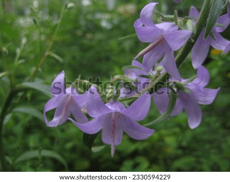 macro photo with a decorative floral background of purple flowers of a herbaceous bluebell plant in green grass for landscape design as a source for wallpaper, prints, posters, decor, interiors, decor