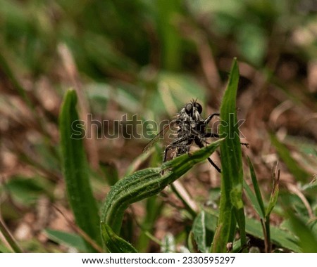 A insect sitting on grass