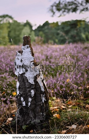 Birch stump in the blooming heath. Westruper Heide, Westrup Heath , near Haltern am See in Germany