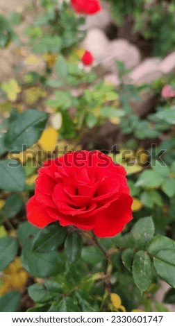 Roses pictures with beautiful feelings and accuracy  