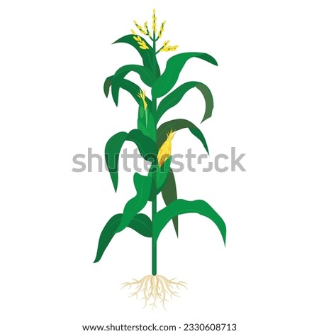 Mature corn ripe maize edible plant with stem leaves root ears on stalk vector flat illustration. Growing natural organic harvest vegetable botany cultivated cereal kernels. Agriculture and farming